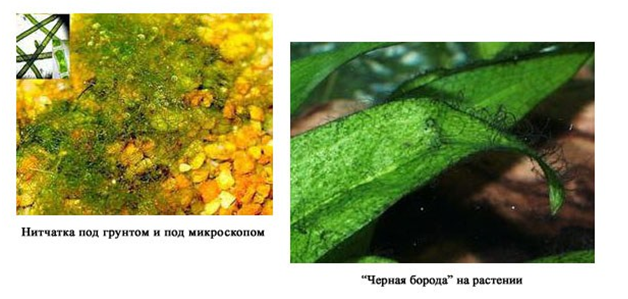 Зеленый налёт на стенках аквариума