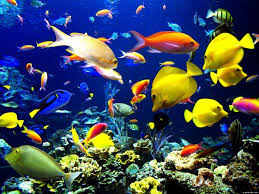 Мифы о содержании аквариума