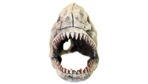 Детальная картинка 904 Грот DEKSI Скелет рыбы  44х17х20см фото 2