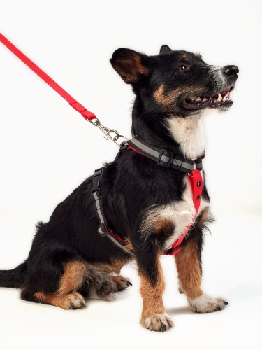 Детальная картинка Шлейка RichPet Light Dog L 25мм (шея 55-75 см, грудь 67-92 см), красный фото 3