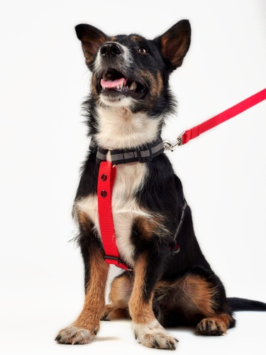 Детальная картинка Шлейка RichPet Light Dog L 25мм (шея 55-75 см, грудь 67-92 см), красный фото 2