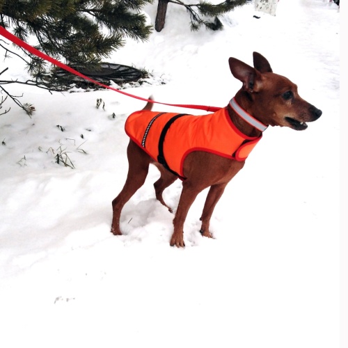 Детальная картинка Попона для собаки RichPet S утепленная (шея 28-32см, грудь37-41 см, длина спины 36см), оранжевый фото 3