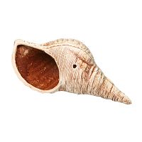 Картинка анонса 61 Рапан (10х8х18 см)
